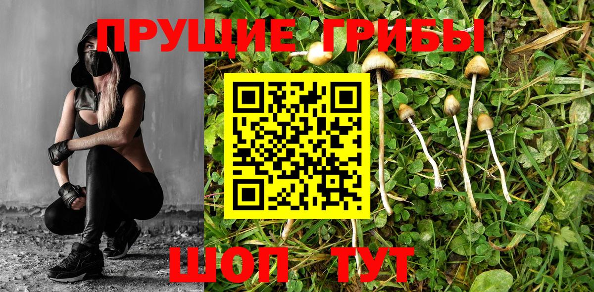 Псилоцибиновые грибы Psilocybe Надым